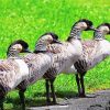 Nene Goose Birds paint by number