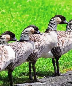 Nene Goose Birds paint by number