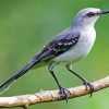 Northern Mockingbird paint by number