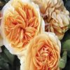 Floribunda Nude Flowers paint by numbers