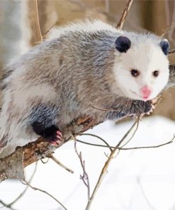 Opossum Animal paint by number