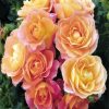 Orange Floribundas paint by numbers