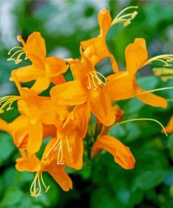 Orange Honeysuckle Flower paint by numbers