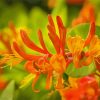 Orange Honeysuckle paint by numbers