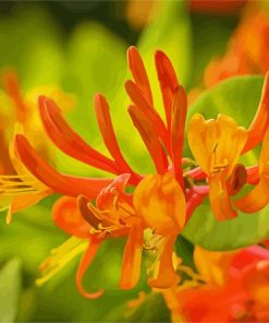 Orange Honeysuckle paint by numbers