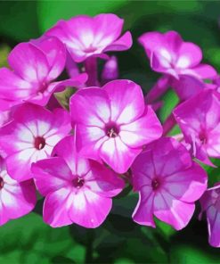 Phlox Blossom paint by numbers