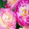 Pink And Fuchsia Floribundas paint by numbers