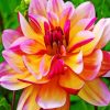 Pink And Yellow Dahlia paint by numbers