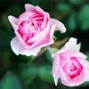 Pink Floribundas Flowers Plants paint by numbers