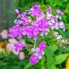 Pink Flowering Phlox paint by numbers