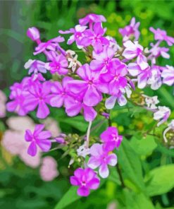 Pink Flowering Phlox paint by numbers