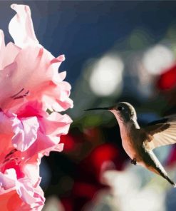 Pink Gladiola And Hummingbird paint by numbers