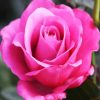 Pink Rose Floribunda paint by numbers