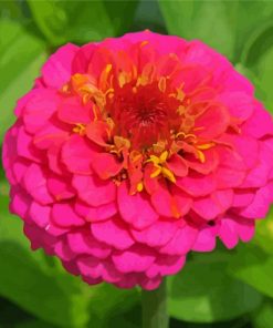 Pink Zinnia paint by number