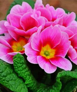 Pink Primrose paint by number