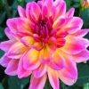 Purple And Yellow Dahlia paint by numbers