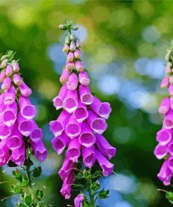 Purple Common Foxglove paint by numbers