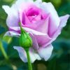 Light Purple Floribunda paint by numbers