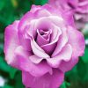 Purple Floribunda rose paint by numbers