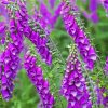 Purple Foxglove Plants paint by numbers