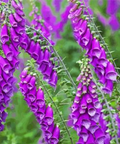 Purple Foxglove Plants paint by numbers