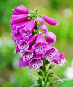 Purple-Foxglove paint by numbers