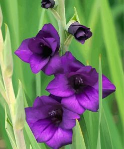 Purple Gladiola paint by numbers