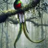 Quetzal Art paint by numbers