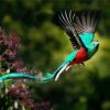 Quetzal Flying Bird paint by numbers
