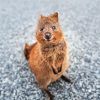 Quokka Animal paint by number