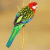 Rainbow Eastern Rosella Bird paint by numbers