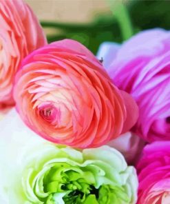 Ranunculus Roses paint by number