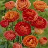 Red And Orange Ranunculus paint by number