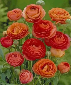 Red And Orange Ranunculus paint by number