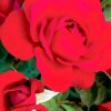 Red Floribunda paint by numbers