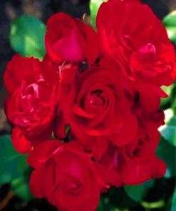 Red Floribundas paint by numbers