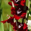 Red Gladiolas Flowers paint by numbers
