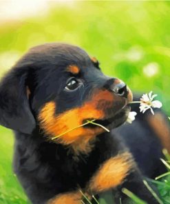 Rottweiler Dog Puppy paint by number