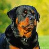 Rottweiler Dog paint by number