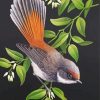 Rufous Fantail Web paint by numbers