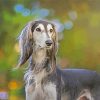 Saluki Dog Animal paint by numbers