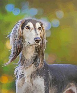Saluki Dog Animal paint by numbers