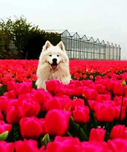 Samoyed Dog paint by number