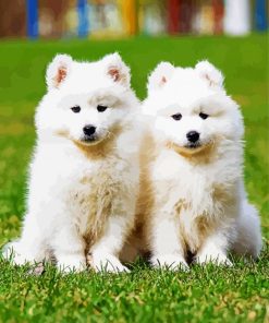 Samoyed Puppies paint by number