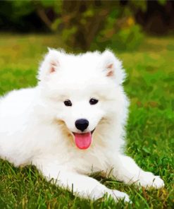 Samoyed Puppy paint by number