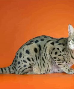 Adorable Savannah Cat Animal paint by numbers
