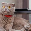 Scottish Fold Grey Cat paint by number