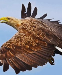 Sea Eagle Bird Flying paint by number