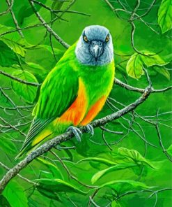 Senegal Bird Art paint by numbers