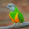 Senegal Parrot Bird paint by numbers